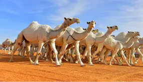 تعرف على أبرز المشاركين في مسابقة الهجيج بمهرجان الإبل