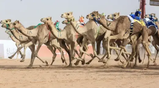 تحت رعاية خادم الحرمين إنطلاق مهرجان الإبل 1444 هـ